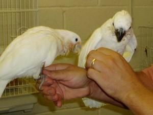 umbrella cockatoo For adoption