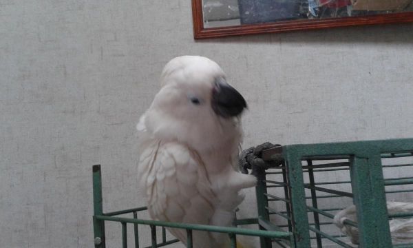 Sylvester fun loving bird