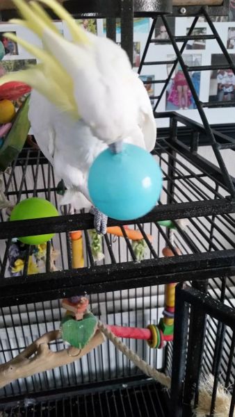 Yellow Crested Cockatoo