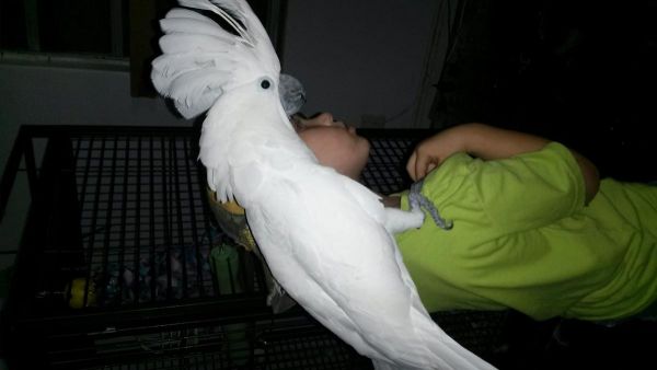 Greater Sulfur Cockatoo