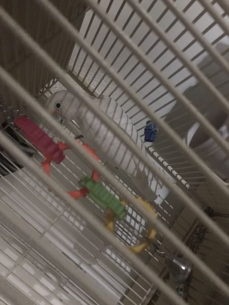 Selling my pet moving and I cannot have pets