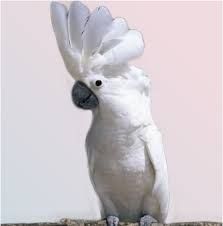 Umbrella cockatoo for sale