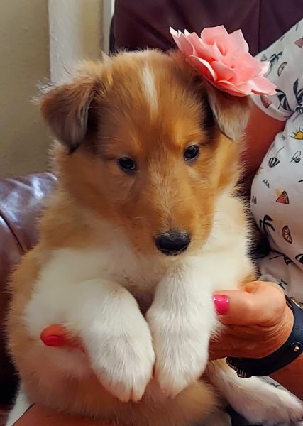 Purebred Rough Collie Puppies!
