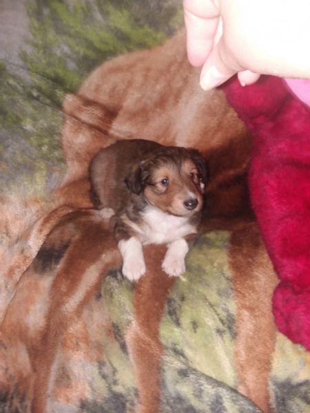 Shelties Collies for sale