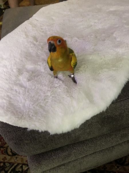 Conure for sale