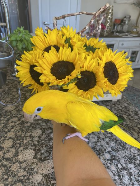 5 yo Male Golden Conure loverboy