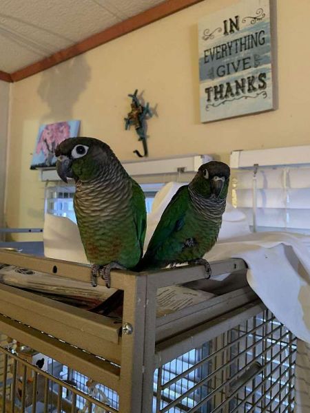 Magnificent Conures parrots. Text ***