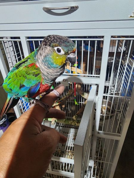 Conure Parrott