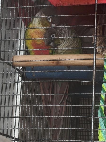 Magic & Mikah – Bonded Pair of Conures £290 (Includes Cage & Accessori