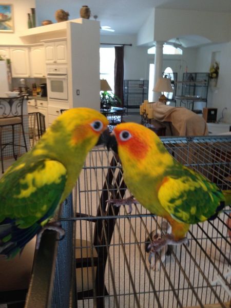 Beautiful Sun Conures & Quakers