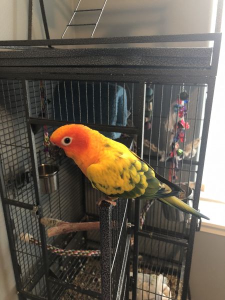 Sun Conure For Sale $475