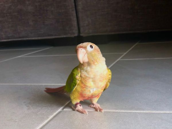Conure for sale