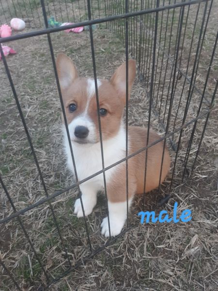 Prembroke welsh corgis