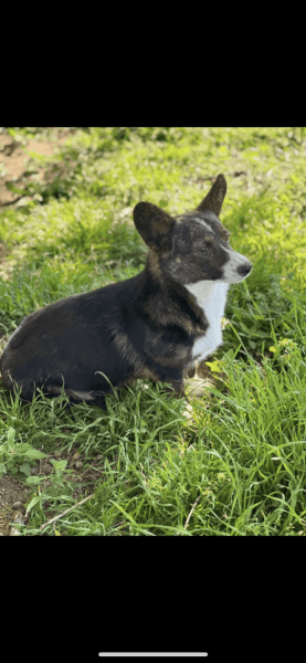 Bred corgi female