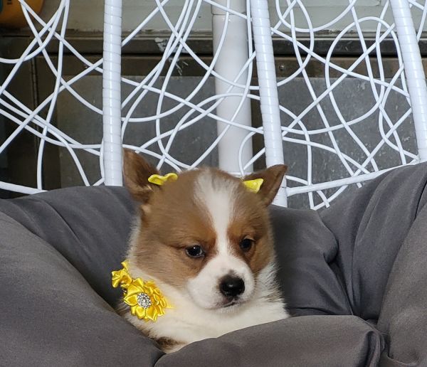 Pembroke Welsh Corgis