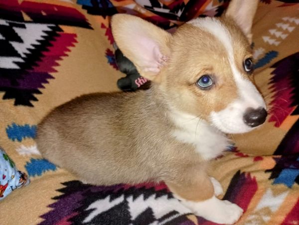 Cowboy corgi