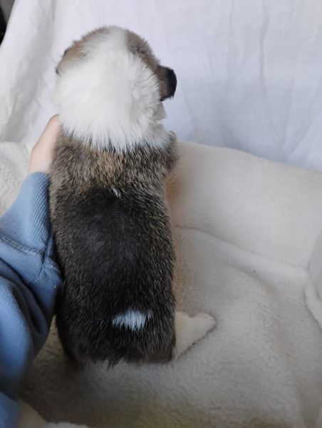 Pembroke Welsh Corgis