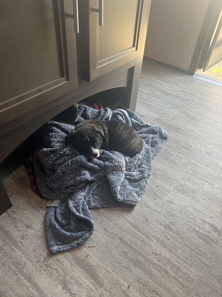 12week old corgi and pitt mix