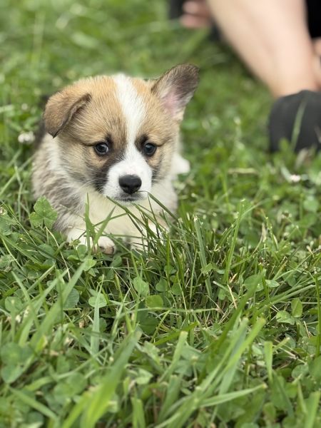 American Corgi Puppies