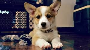 corgi puppies for sale