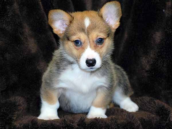 cute corgi puppies for adoption...