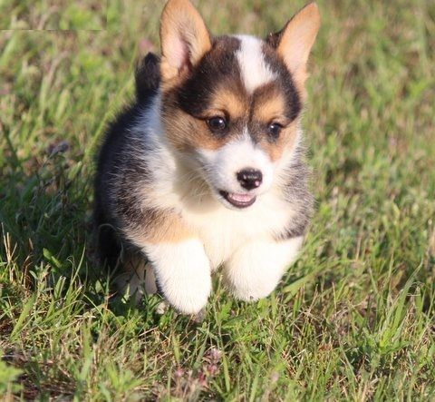 Tri colored Pembroke Welsh Corgi