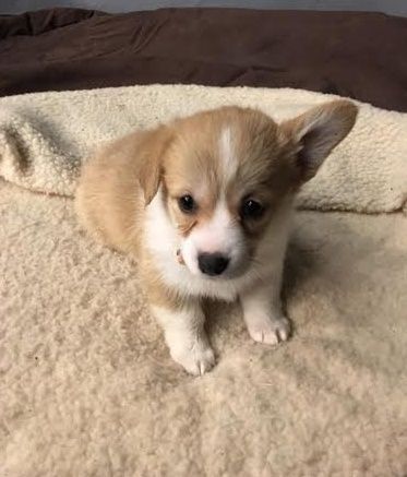 Pembroke Welsh Corgi puppies.