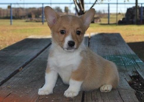 New litter of Pembroke Welsh Corgi Puppies Ready Now