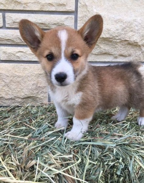 Well Socialized Pembroke Welsh Corgi puppies