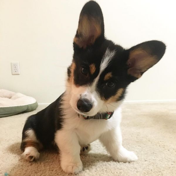 ASDEF Awesome Pembroke-Welsh-Corgi for sale