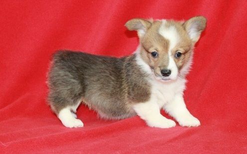 Sweet Male and female Pembroke Welsh Corgi Puppies