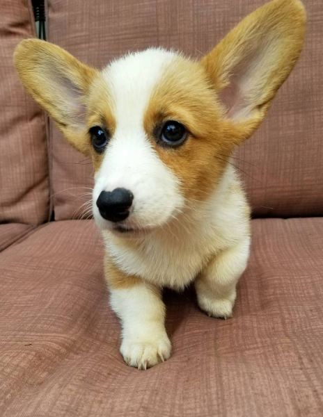 Welsh Corgi Puppy for Adoption