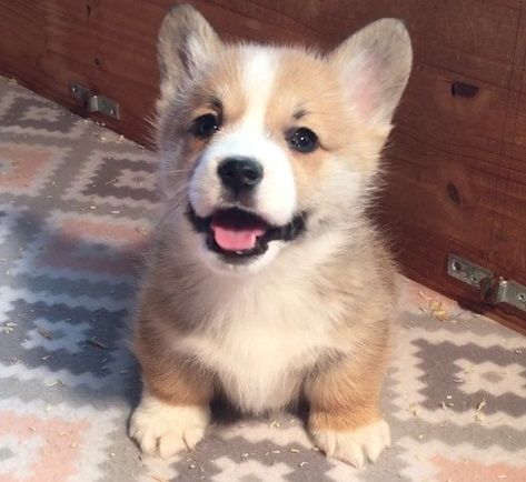 AKC Registered Pembroke Welsh Corgi Puppies