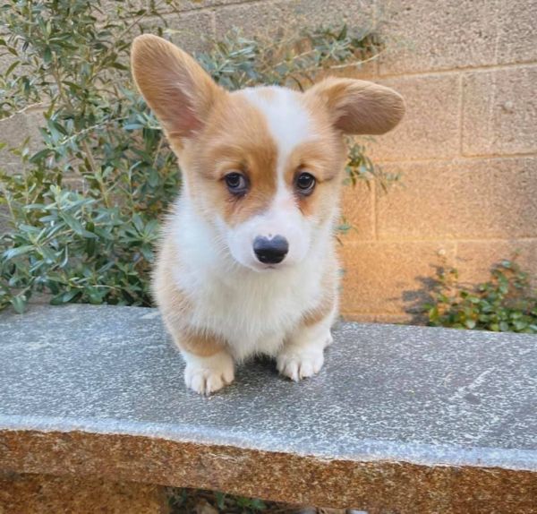 Corgi Pups Available