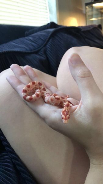 selling my corn snake