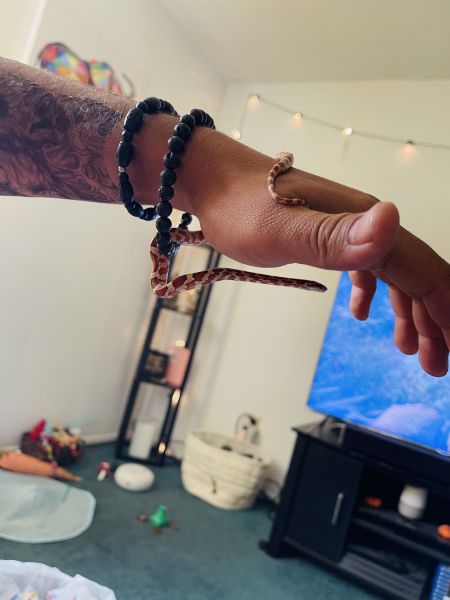 baby corn snake to a GOOD HOME