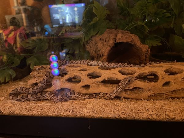Young corn snake with tank and accessories