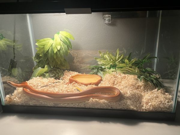 CORNSNAKE 150 WITH SETUP AND EVERYTHING