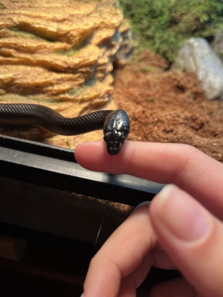 MEXICAN KING SNAKE. 8 months old. Need loving home asap please.