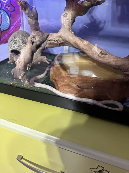 Coral Corn Snake & Florida King Snake