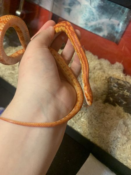 Corn snake