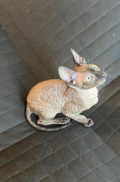 Cornish Rex