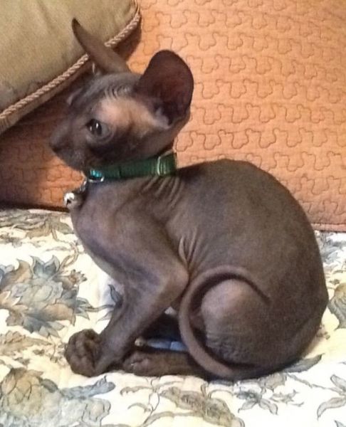 Cornish Rex for adoption