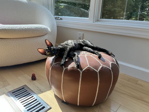 Cornish Rex Female Kitten