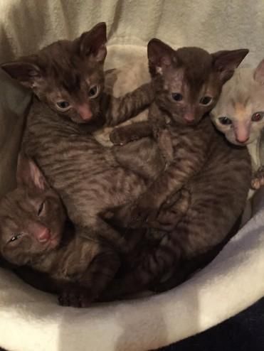 Cornish Rex Kittens For Sale.