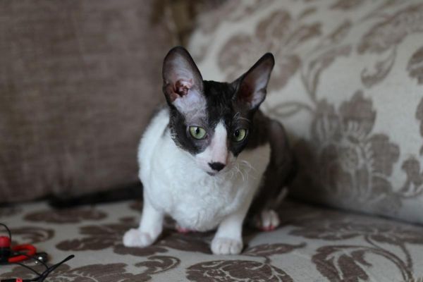 Cornish Rex Female With Green Eyes