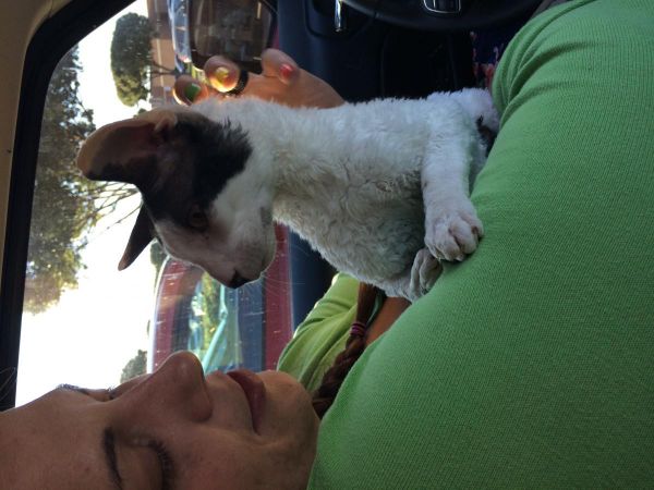 Cornish Rex needs home