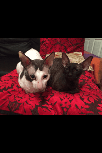 Cornish Rex Kittens