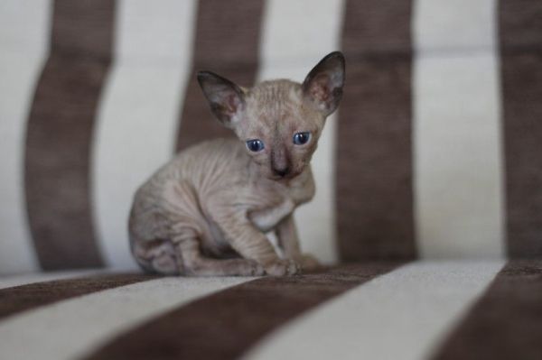 Cornish Rex Kittens