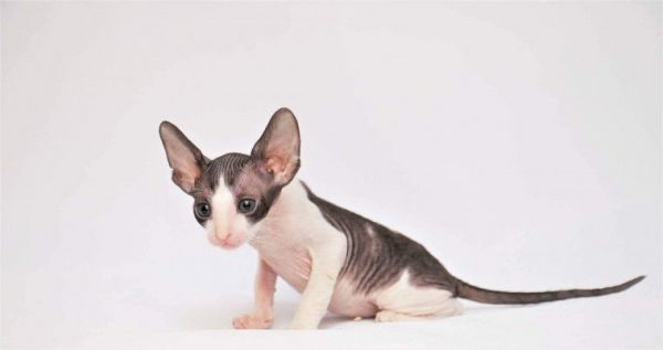 Cornish Rex Kittens Available